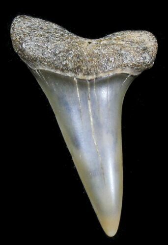 Fossil Mako Tooth - Maryland #29947